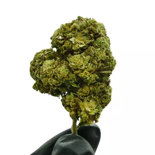 LEMON KUSH - À PARTIR DE 2,50€ LE GR - 16% CBD